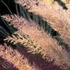 Calamagrostis Brachytricha